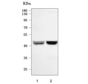 NEGR1 Antibody / Neuronal growth regulator 1