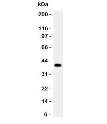 Cathepsin G Antibody