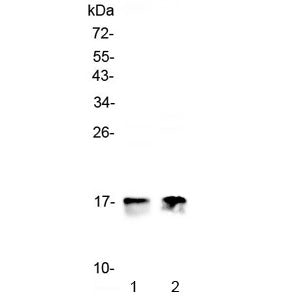 COX4I1 Antibody / COX IV-1