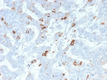 MUC2 Antibody / Mucin 2