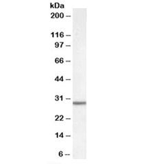 Dpm1 Antibody