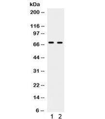 PLK1 Antibody