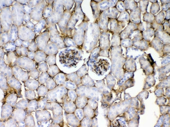 IHC testing of FFPE mouse kidney tissue with CD105 antibody at 1ug/ml. Required HIER: steam section