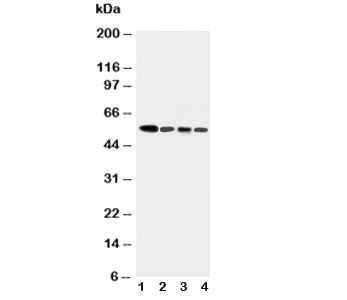 Caspase-10 Antibody