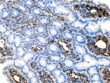 Icam1 Antibody