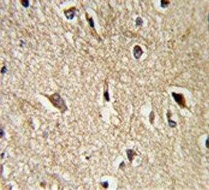 BAG1 Antibody