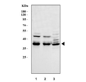 MEK6 Antibody / MKK6