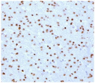 OLIG2 Antibody
