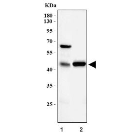 CXCR2 Antibody