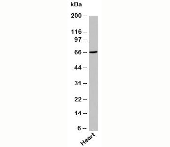 UNC93B Antibody