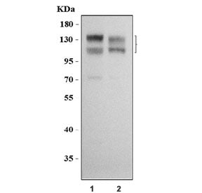 Nicastrin Antibody