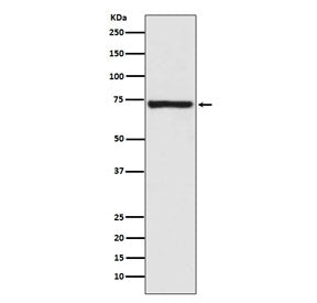 Calpain 1 Antibody / CAPN1