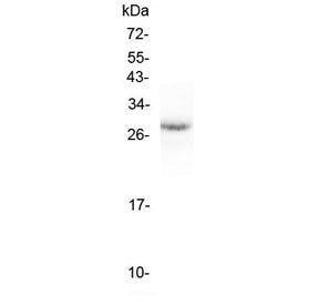 Erythropoietin Antibody