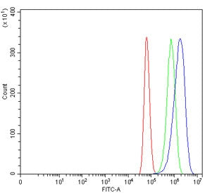 Ribonucleotide Reductase M1 Antibody / RRM1