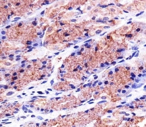 Immunohistochemical analysis of paraffin-embedded human stomach using PHB1 antibody at 1:25 dilution
