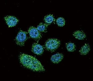 Confocal immunofluorescent analysis of IRF9 antibody with HeLa cells followed by Alexa Fluor 488-con