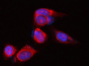 POLR1B Antibody / DNA-directed RNA polymerase I subunit RPA2