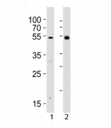 Western blot analysis of lysate from 1) human Raji cell line and 2) rat spleen tissue lysate using L