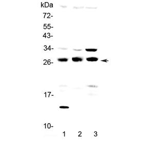 TPMT Antibody