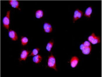 Irf3 Antibody