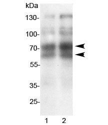 L-Selectin Antibody