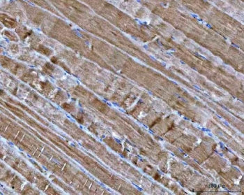 NDUFA1 Antibody