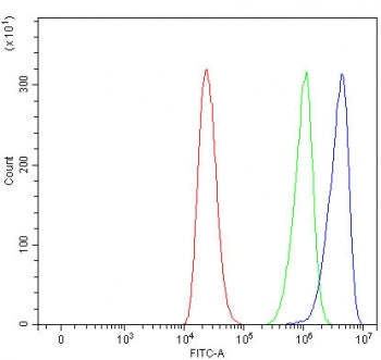 EIF4G2 Antibody / Eukaryotic translation initiation factor 4 gamma 2 / DAP5