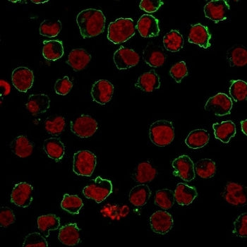 CD43 Antibody
