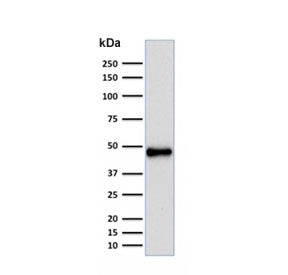 PAX5 Antibody