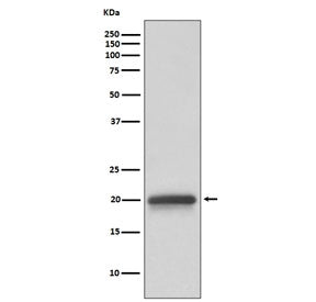 Claudin 5 Antibody / CLDN5