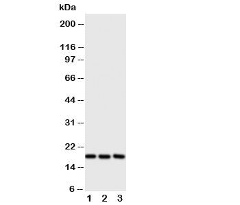 I-309 Antibody