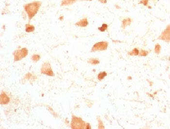PGP9.5 / UchL1 Antibody