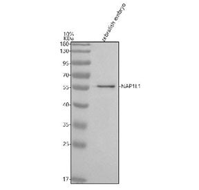 Western blot analysis of NAP1L1 protein using Zebrafish NAP1L1 antibody and zebrafish embryo tissue