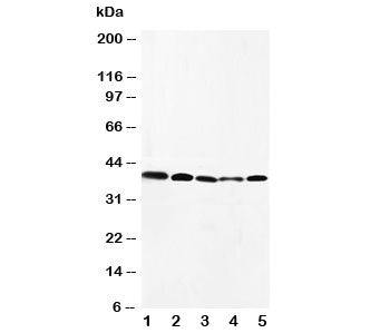 CCR10 Antibody