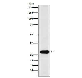 Securin Antibody