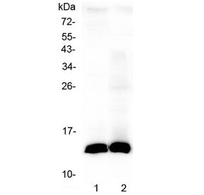 Tff2 Antibody / Trefoil factor 2