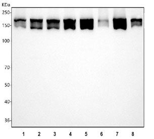 Clathrin Heavy Chain Antibody