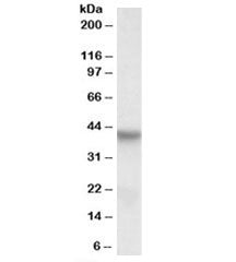 PINX1 Antibody