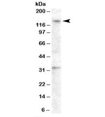 GPR125 Antibody