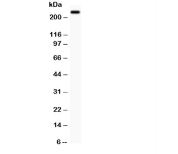 Western blot testing of MUC4 antibody and PC12 lysate