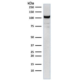 CD31 Antibody / PECAM-1