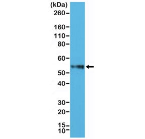 CD4 Antibody