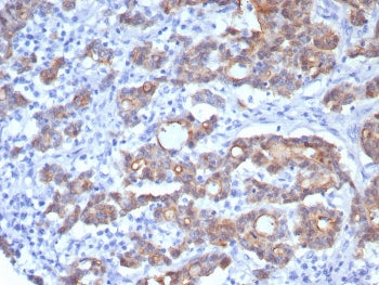 Villin Antibody