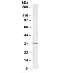 ING2 Antibody