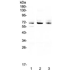 Bestrophin 1 Antibody