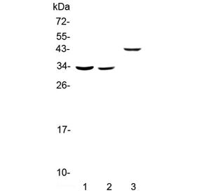 Regucalcin Antibody