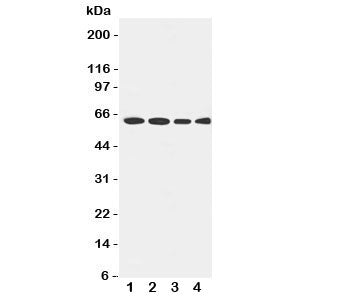 LCAT Antibody