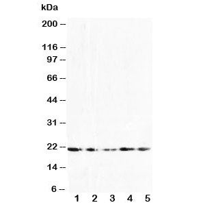 FGF10 Antibody