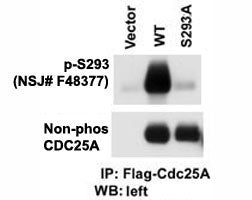 Phospho-CDC25A Antibody (pS293)