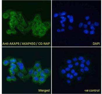 AKAP9 Antibody
